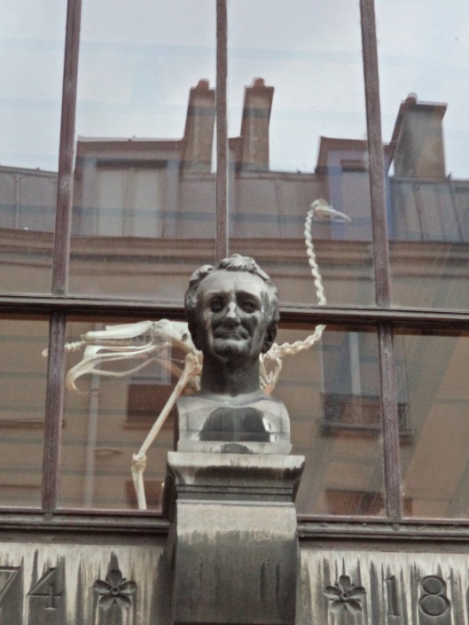 André Marie Constant Dumécil, zoologist, looks down from the wall of the Museum of Comparative Anatomy and Zoology.  He seems pleased with how everything is going during the Rentrée.  