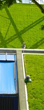 Tending grass walls of Bercy stadium with a pendulum-shaped mower